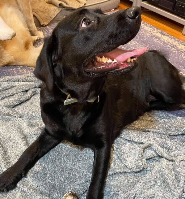 Indi Joins Lab Rescue family